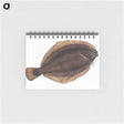 2-4_The-Natural-History-of-British-Fishes_memo