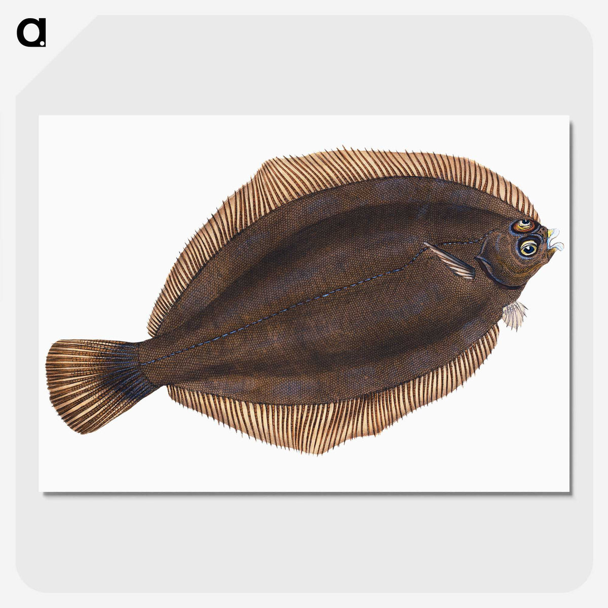 2-4_The-Natural-History-of-British-Fishes_picture-crop