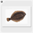 2-4_The-Natural-History-of-British-Fishes_picture
