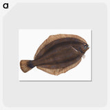2-4_The-Natural-History-of-British-Fishes_postcard