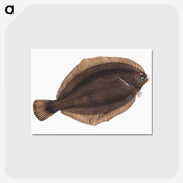 2-4_The-Natural-History-of-British-Fishes_postcard
