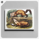 2-4_The-Viviparous-Quadrupeds_canvas