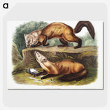 2-4_The-Viviparous-Quadrupeds_picture-crop