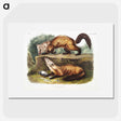 2-4_The-Viviparous-Quadrupeds_picture