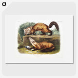 2-4_The-Viviparous-Quadrupeds_picture