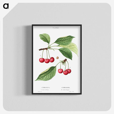 2-4_Treatise-on-Trees-and-Shrubs_blk-crop