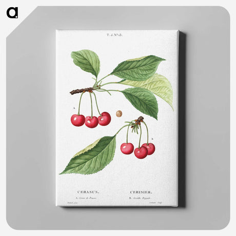 2-4_Treatise-on-Trees-and-Shrubs_canvas