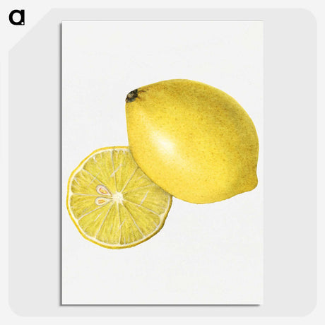 2-4_USDA-Watercolor-Fruit-Painting-Collection_picture-crop