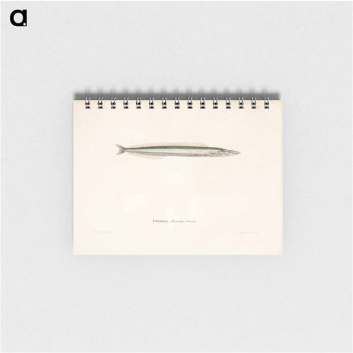 Small sandeel - ヴィルヘルム フォン ライト Memo.