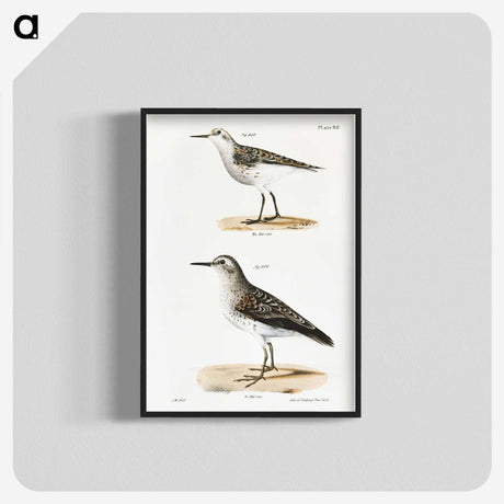 2-4_Zoology-of-New-York_blk-crop