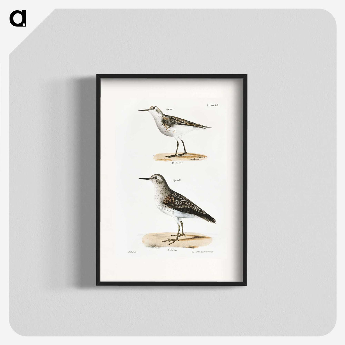 2-4_Zoology-of-New-York_blk