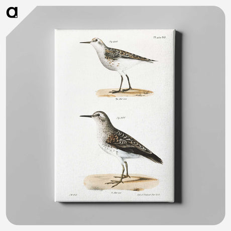 2-4_Zoology-of-New-York_canvas
