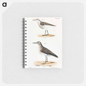 アートメモ帳-Wilson's Sandpiper - ニューヨークの動物学 Memo.