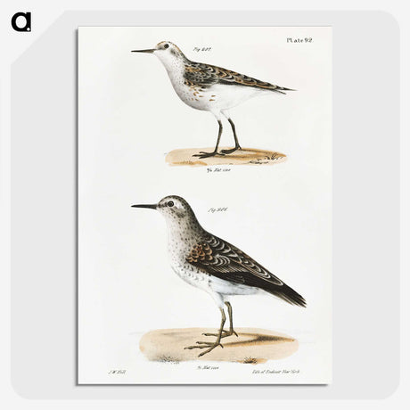 2-4_Zoology-of-New-York_picture-crop