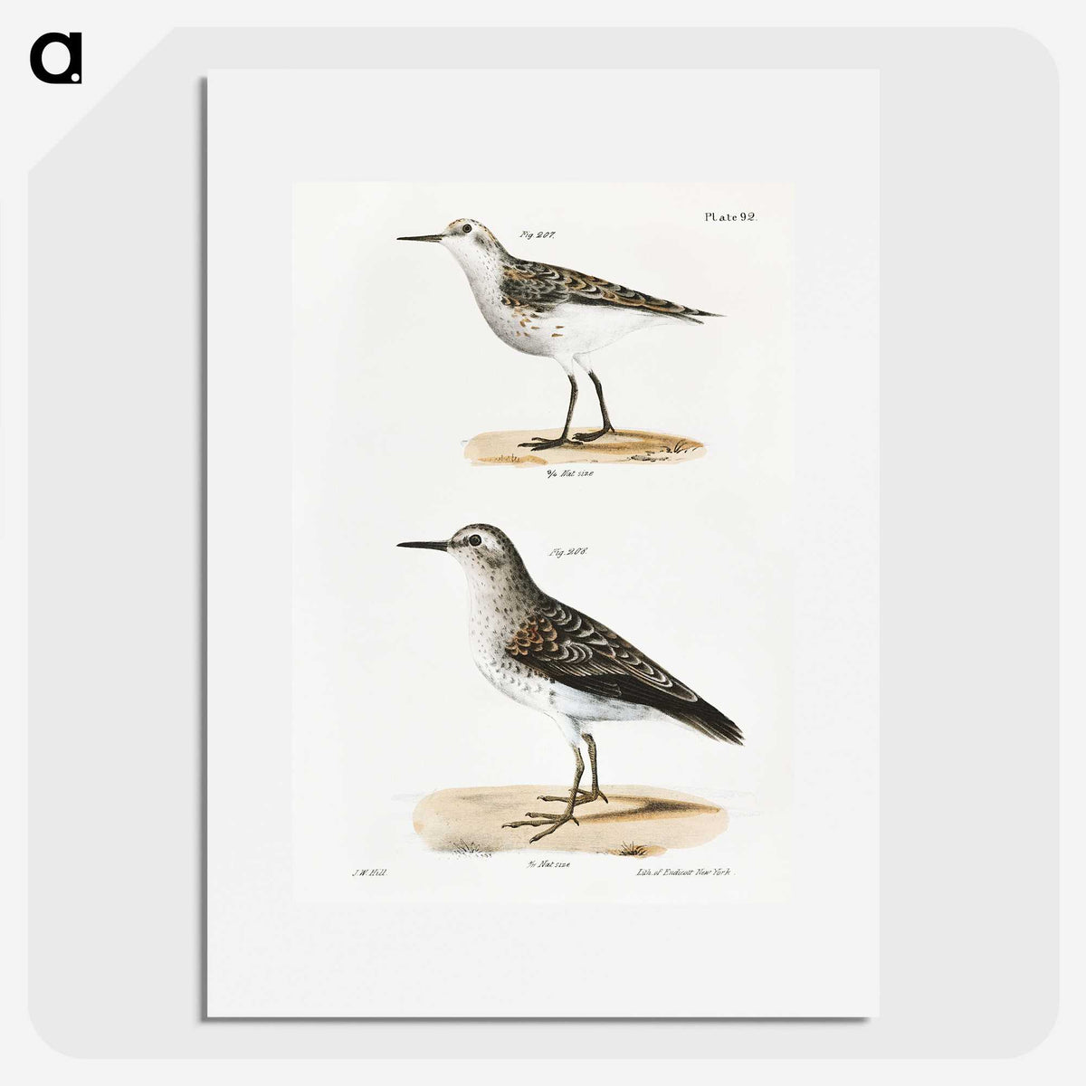 2-4_Zoology-of-New-York_picture