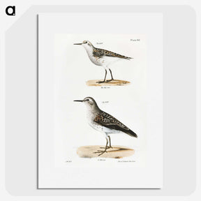 2-4_Zoology-of-New-York_picture