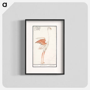 アートポスター-Common flamingo - アンセルムス ボエティウス デ ブート Poster.