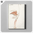 2-50_Anselmus-Boetius-de-Boodt_canvas