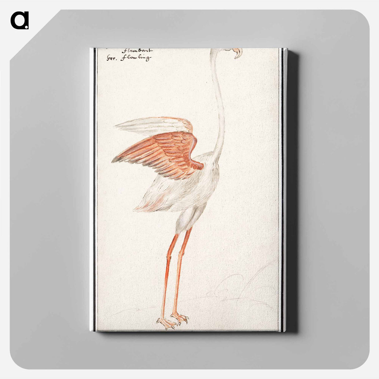 Common flamingo - アンセルムス ボエティウス デ ブート Canvas.