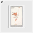 アートポストカード-Common flamingo - アンセルムス ボエティウス デ ブート Postcard.
