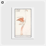 アートポストカード-Common flamingo - アンセルムス ボエティウス デ ブート Postcard.