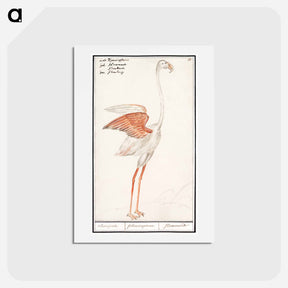 アートポストカード-Common flamingo - アンセルムス ボエティウス デ ブート Postcard.
