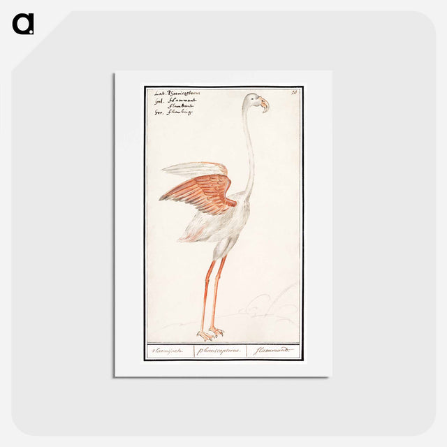 アートポストカード-Common flamingo - アンセルムス ボエティウス デ ブート Postcard.