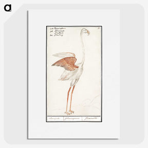 2-50_Anselmus-Boetius-de-Boodt_picture
