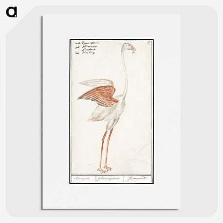 2-50_Anselmus-Boetius-de-Boodt_picture