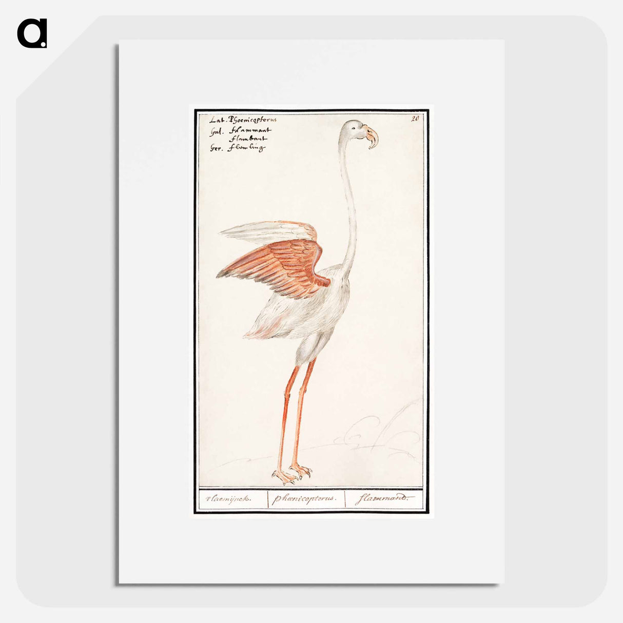 Common flamingo - アンセルムス ボエティウス デ ブート Poster.