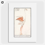 Common flamingo - アンセルムス ボエティウス デ ブート Poster.