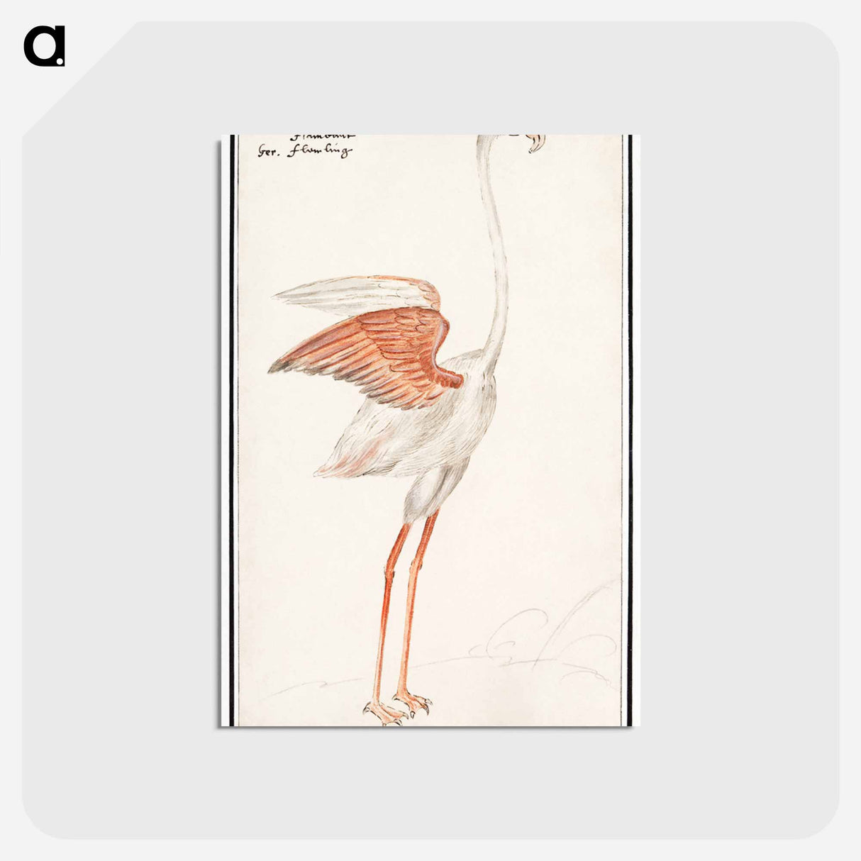アートポストカード-Common flamingo - アンセルムス ボエティウス デ ブート Postcard.
