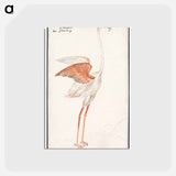アートポストカード-Common flamingo - アンセルムス ボエティウス デ ブート Postcard.