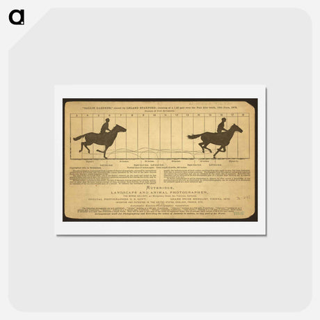 アートポストカード-The Horse in Motion
 - エドワード マイブリッジ Postcard.