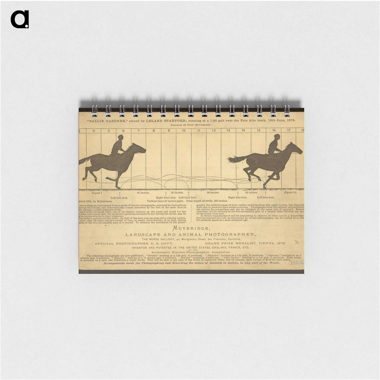 2-50_Eadweard-Muybridge_memo