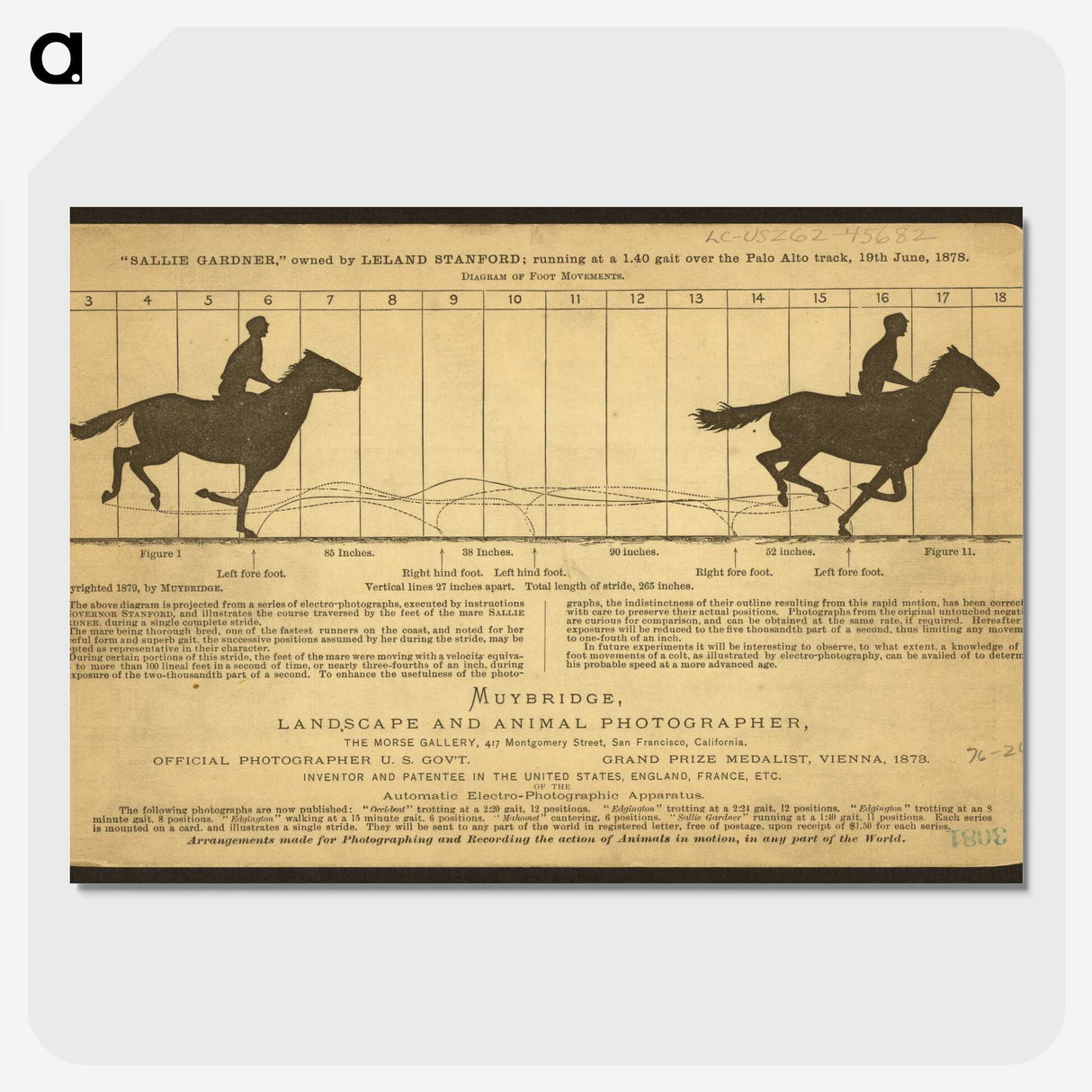 2-50_Eadweard-Muybridge_picture-crop