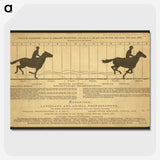 2-50_Eadweard-Muybridge_picture-crop