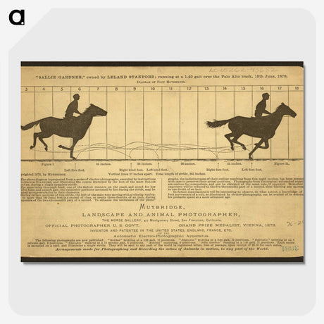 2-50_Eadweard-Muybridge_picture-crop