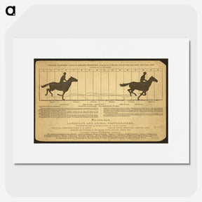 2-50_Eadweard-Muybridge_picture