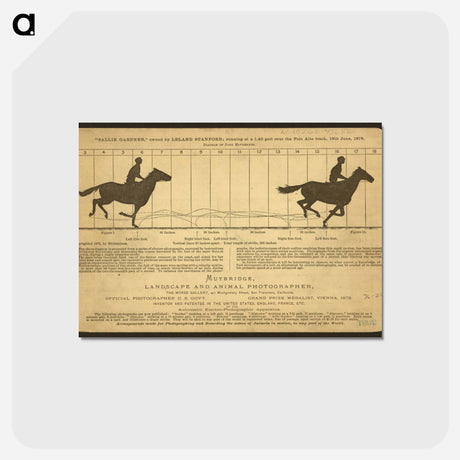 アートポストカード-The Horse in Motion
 - エドワード マイブリッジ Postcard.