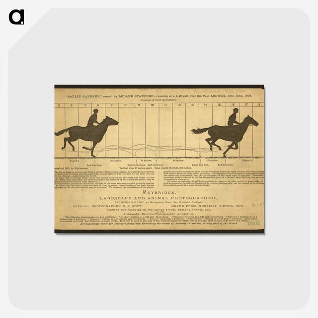 2-50_Eadweard-Muybridge_postcard
