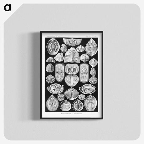 2-50_Ernst-Haeckel_blk-crop