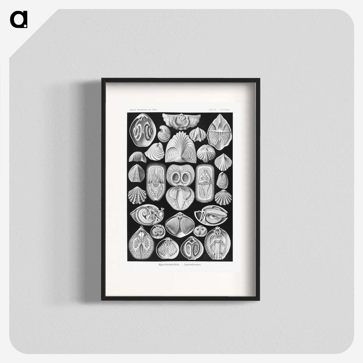 2-50_Ernst-Haeckel_blk