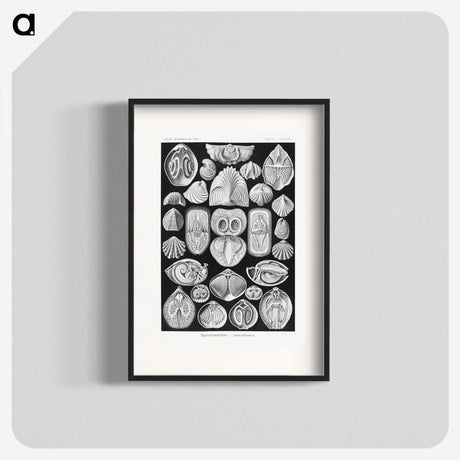 2-50_Ernst-Haeckel_blk