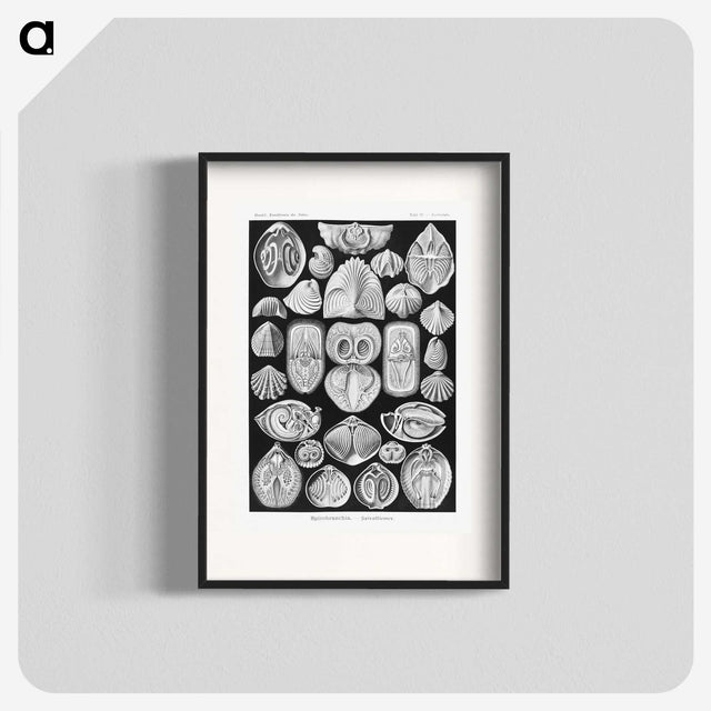 2-50_Ernst-Haeckel_blk