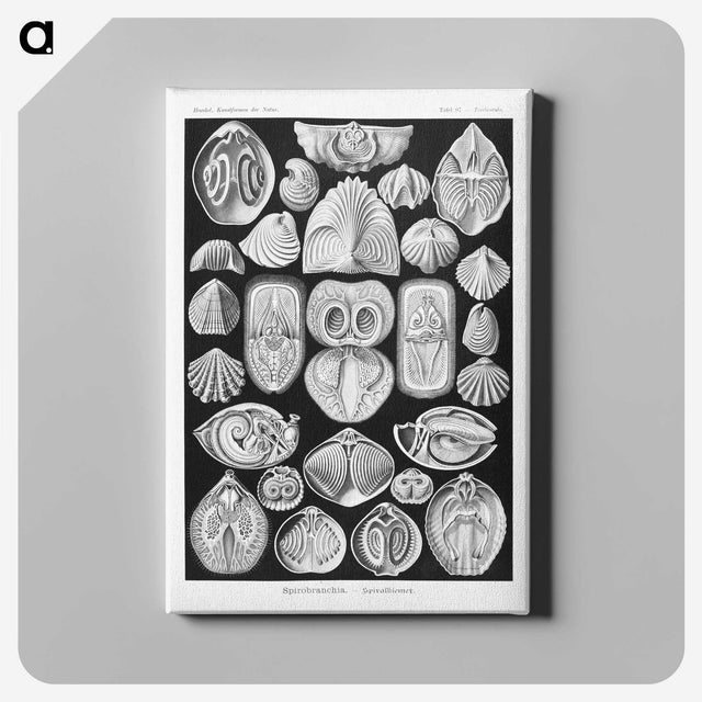 2-50_Ernst-Haeckel_canvas