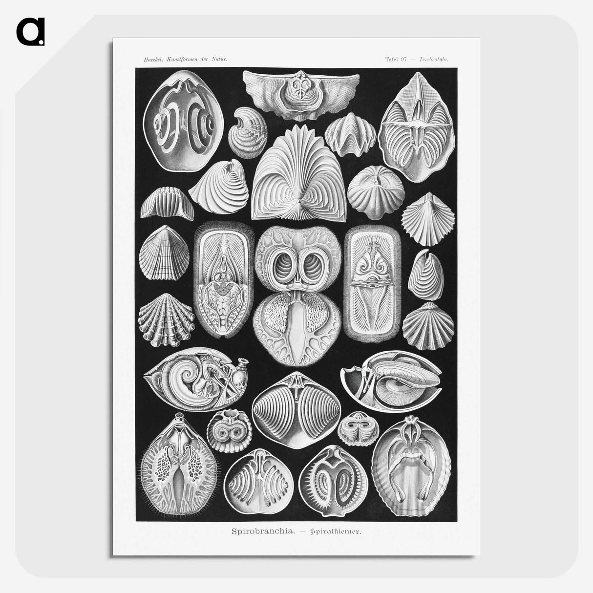 2-50_Ernst-Haeckel_picture-crop