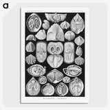 2-50_Ernst-Haeckel_picture-crop