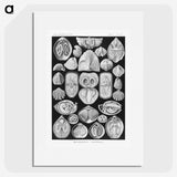 2-50_Ernst-Haeckel_picture