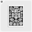 2-50_Ernst-Haeckel_postcard